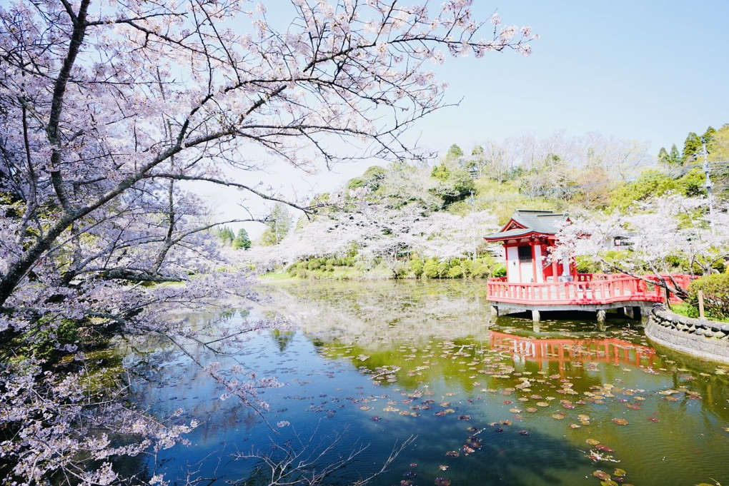 通りすがりの花見❣️