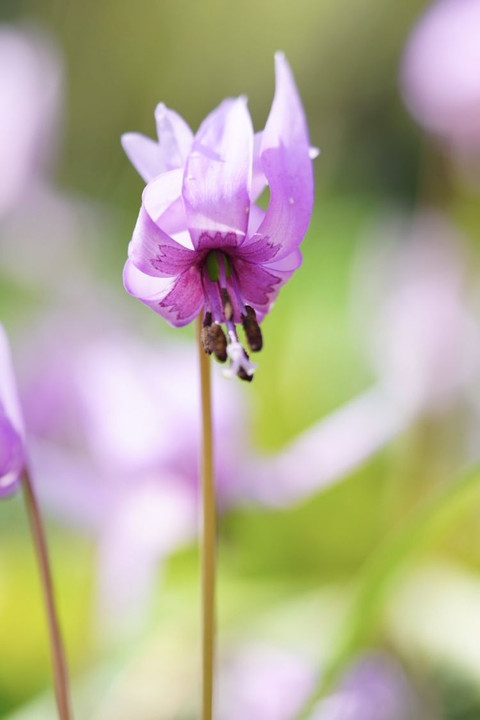 ⭐︎ dogtooth violet flower ⭐︎