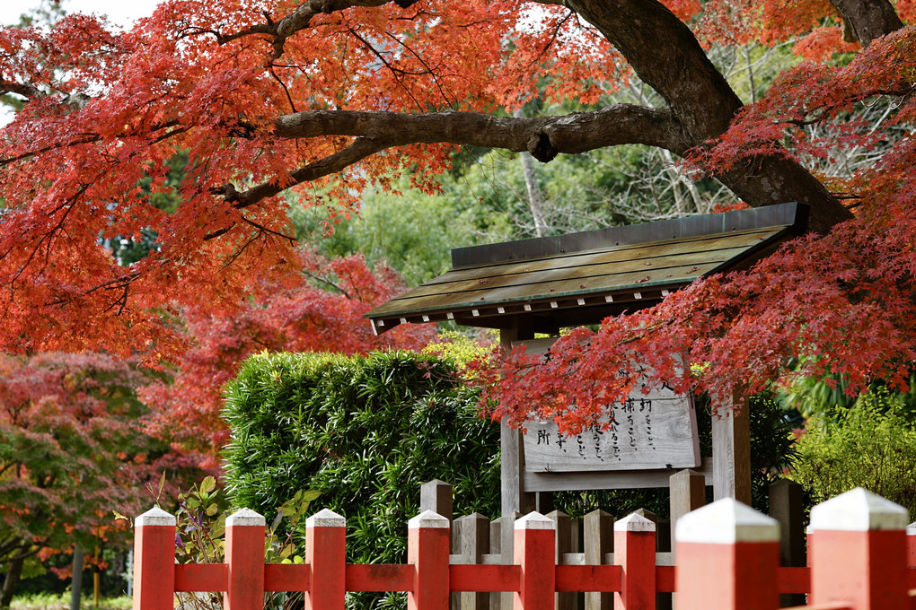 麻賀多神社の紅葉