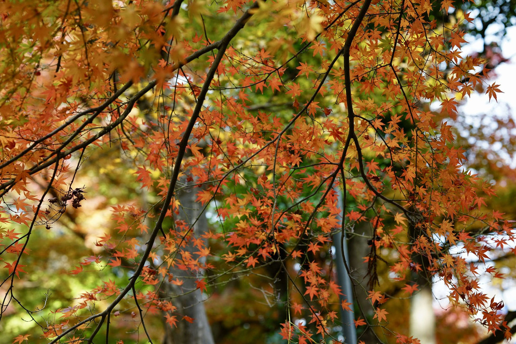 麻賀多神社の紅葉