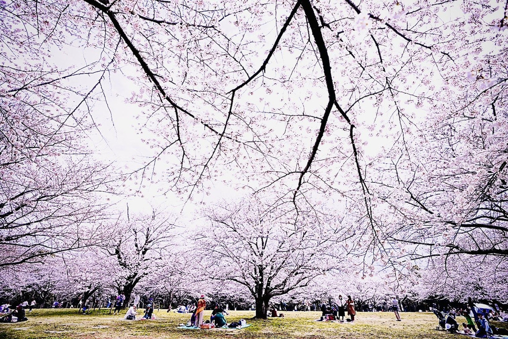 Fantastic cherry blossoms