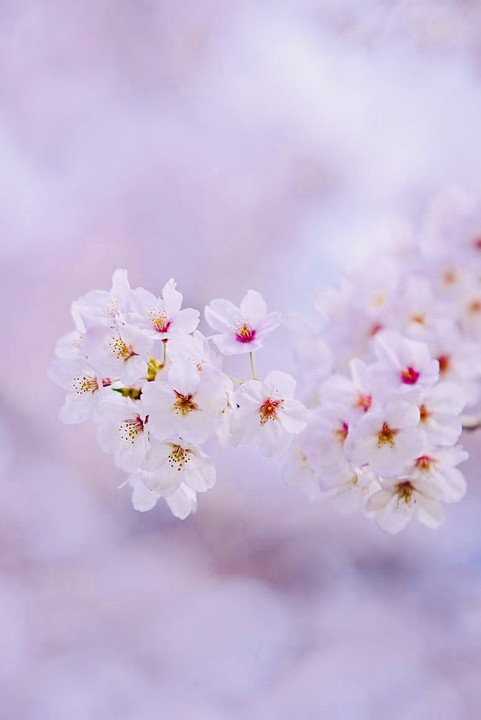 Fantastic cherry blossoms