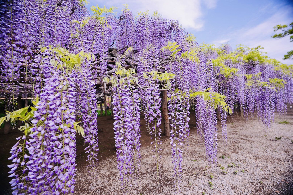 Wisteria flowers