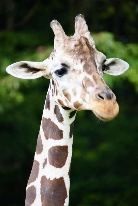 cute giraffe☆