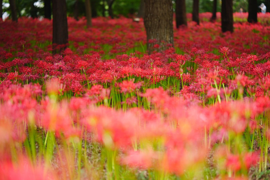 天界に咲く花