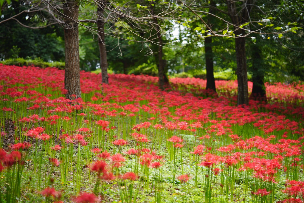 天界に咲く花