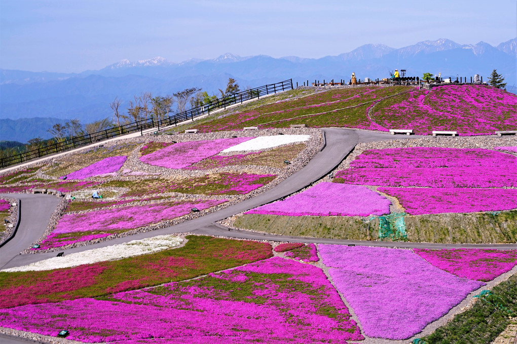茶臼山高原は五分咲きでした