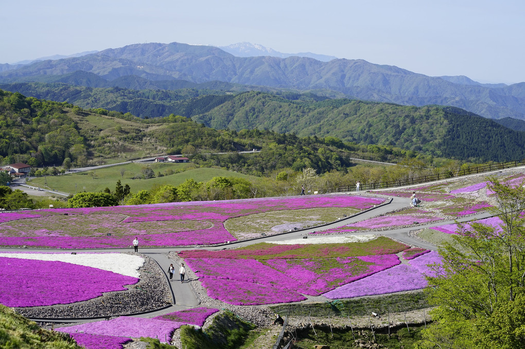 茶臼山高原は五分咲きでした