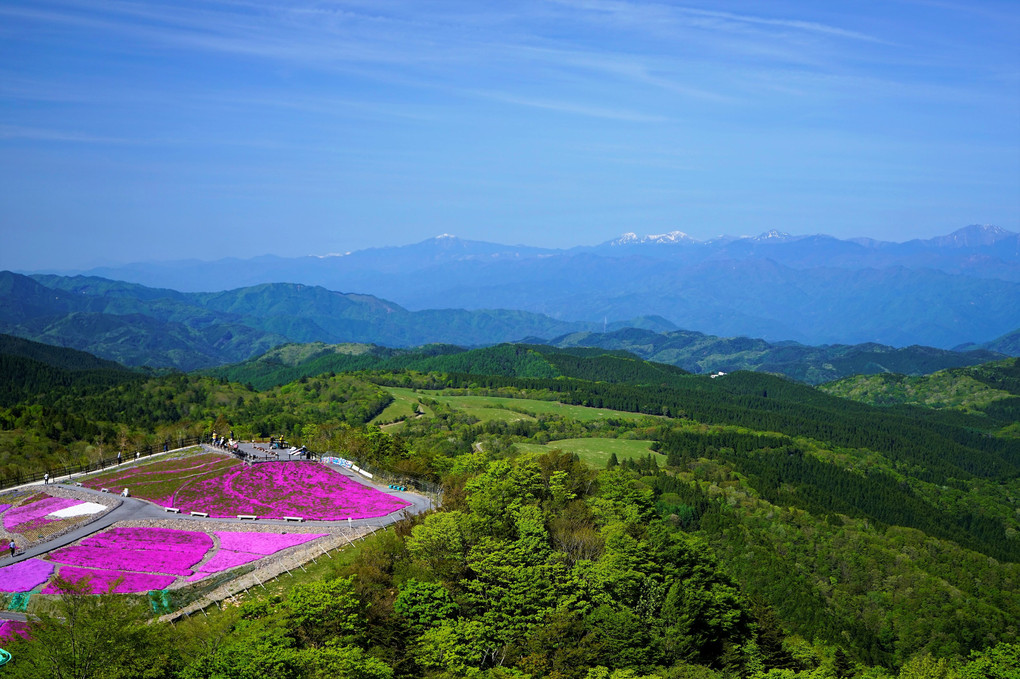 茶臼山高原は五分咲きでした