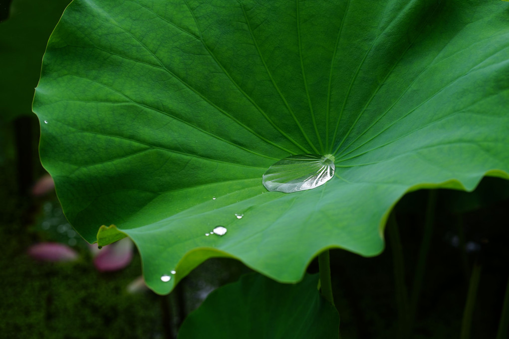 雨の日　ハスの花