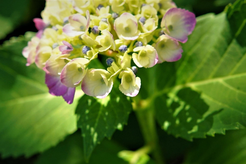 紫陽花