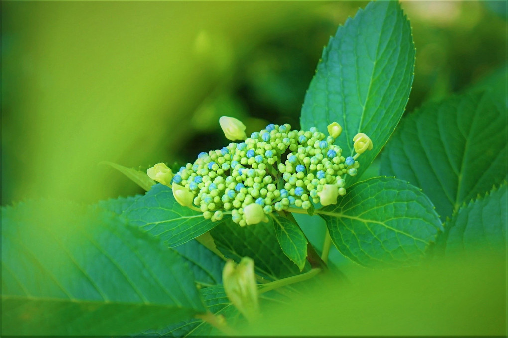 紫陽花