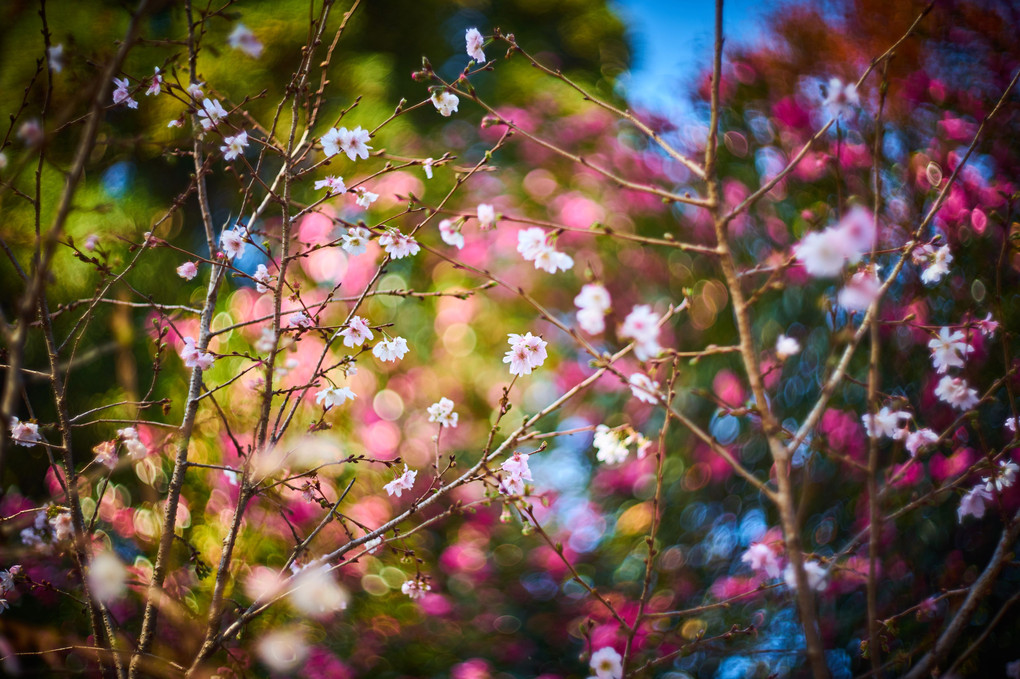 都の桜は二度咲く