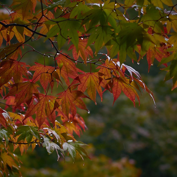 秋雨と色づく楓