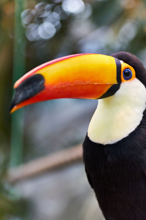 カラフルな鳥 ふぃねすとらさん Acafe Aの写真投稿サイト ソニー カラフルな鳥 ふぃねすとらさん Acafe Aの写真投稿サイト ソニー