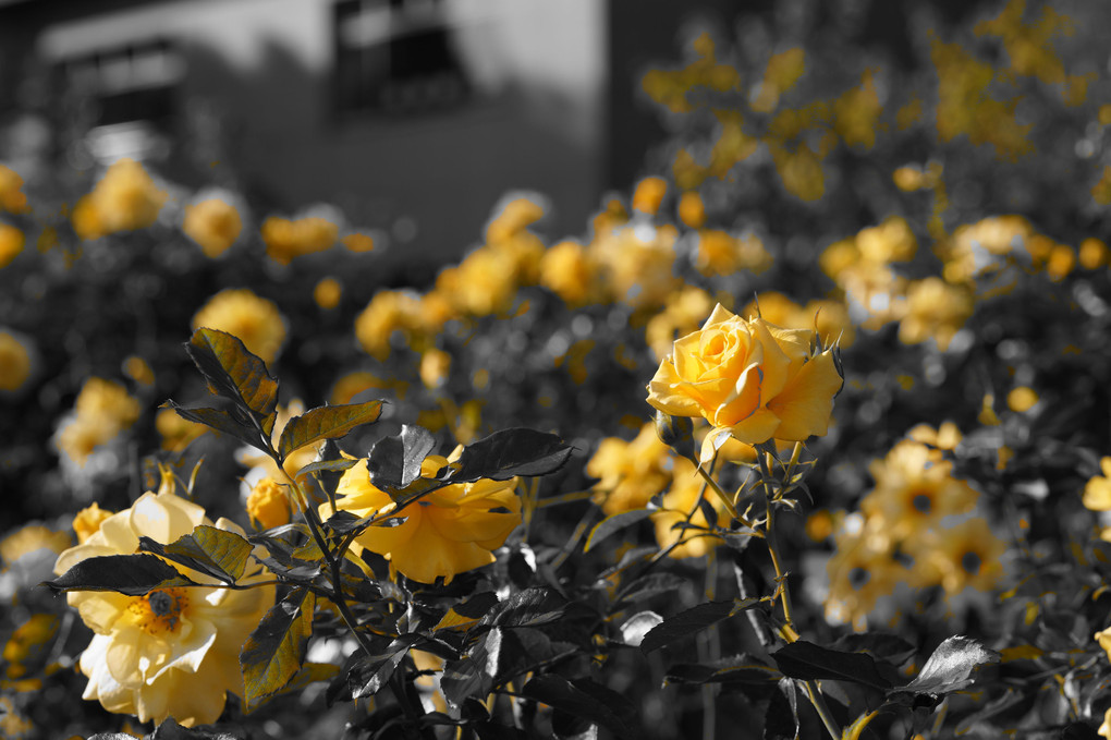 庭園の黄色いバラに一目惚れです。。