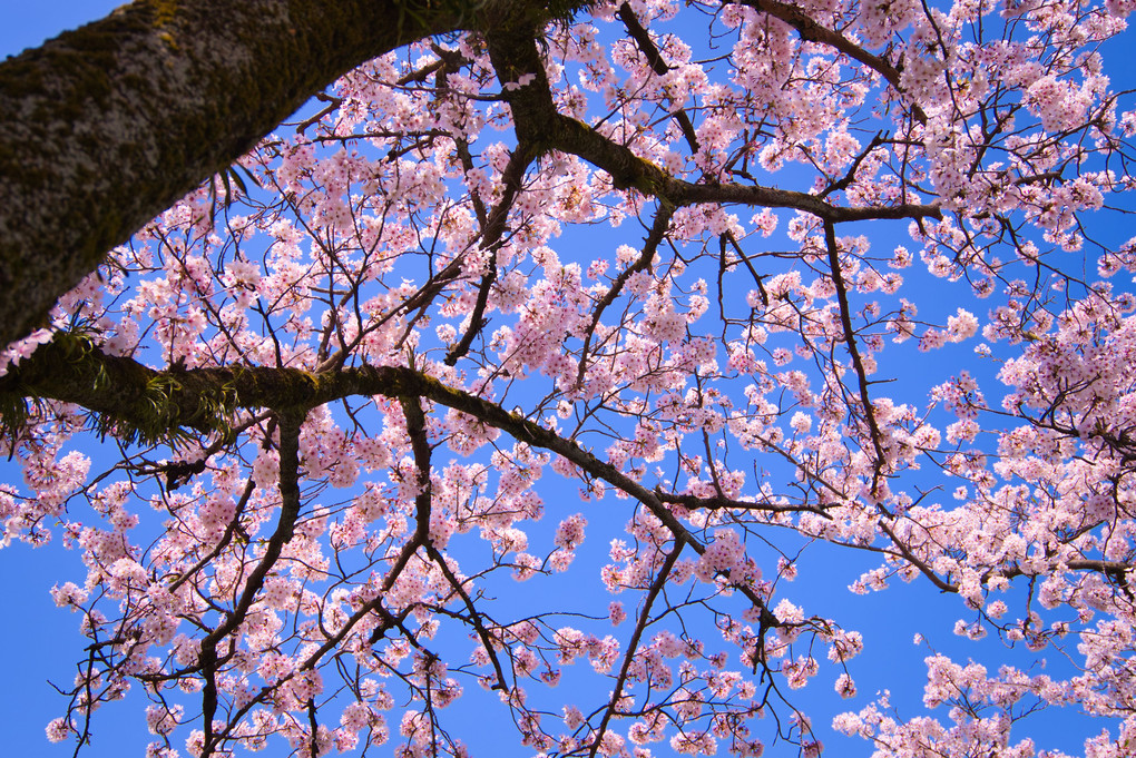 世の中の状況に負けないくらいきれいな桜でした