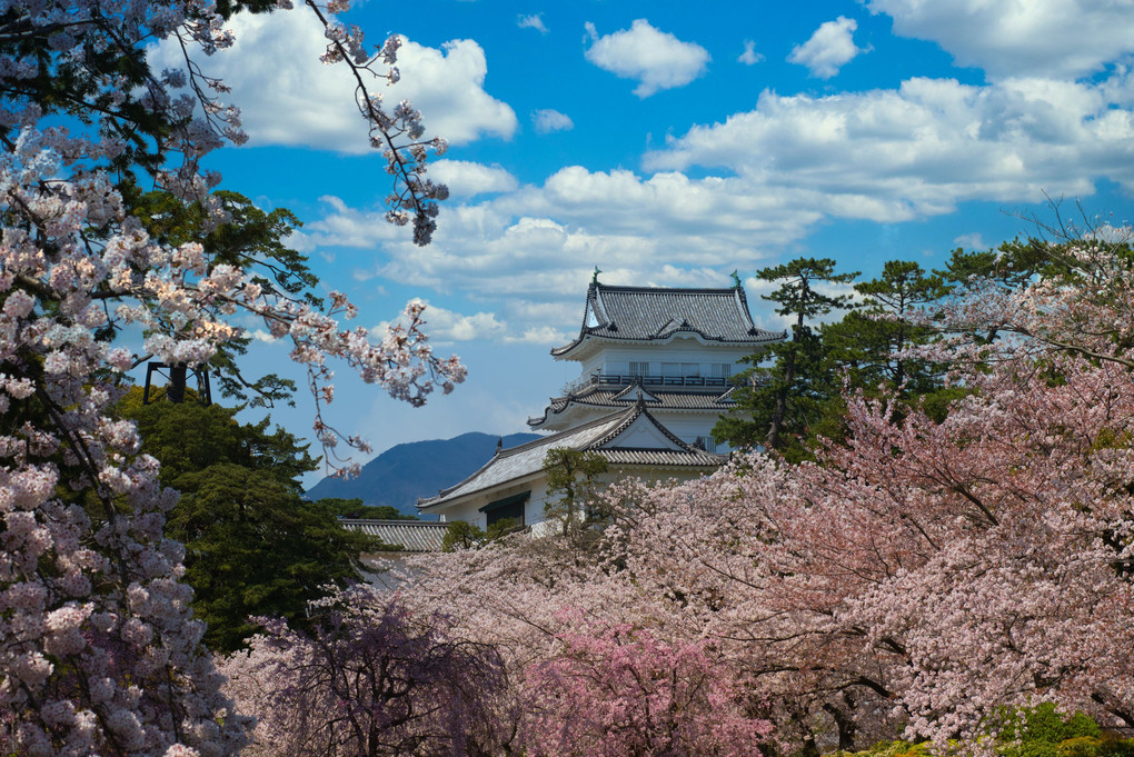 満開の桜で春うららの小田原城