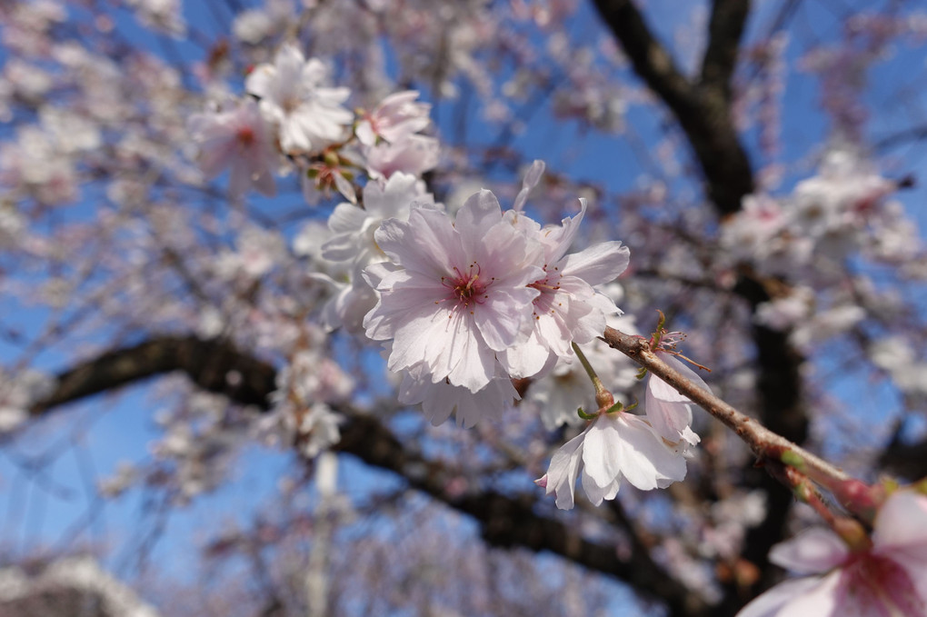 冬桜ほほえみ淡き青天下