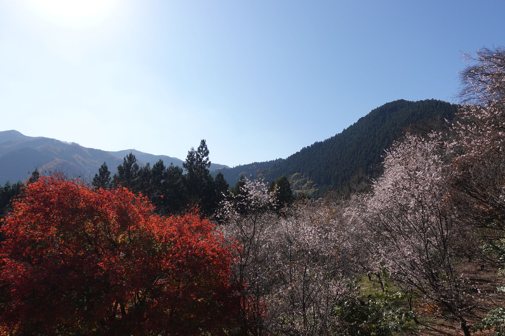 冬桜ほほえみ淡き青天下