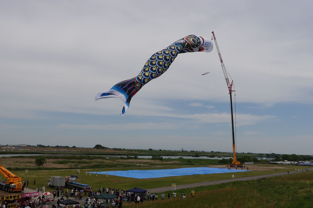 風を呼び利根を見渡す五月鯉