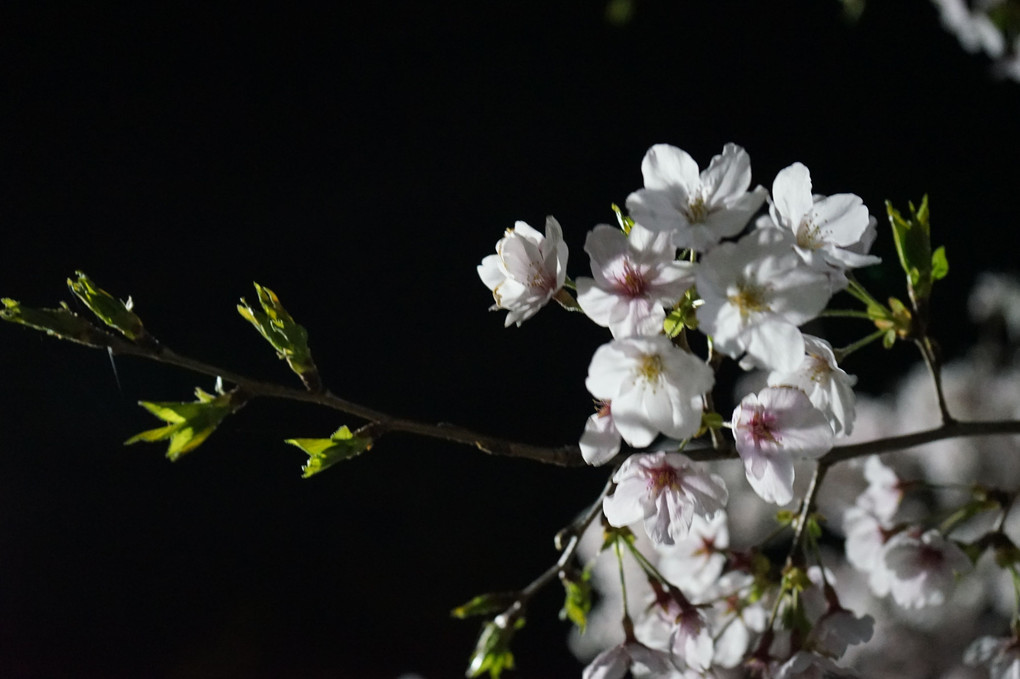 漆黒の闇に数多の桜散る