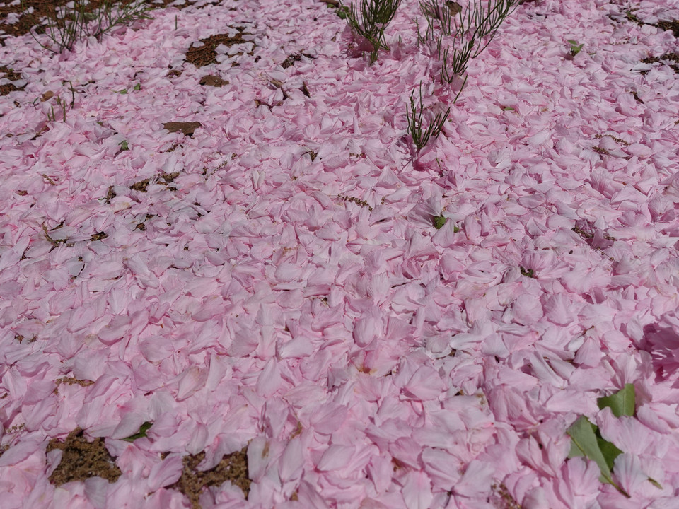 築山や風が織りなす花筵(ﾑｼﾛ)