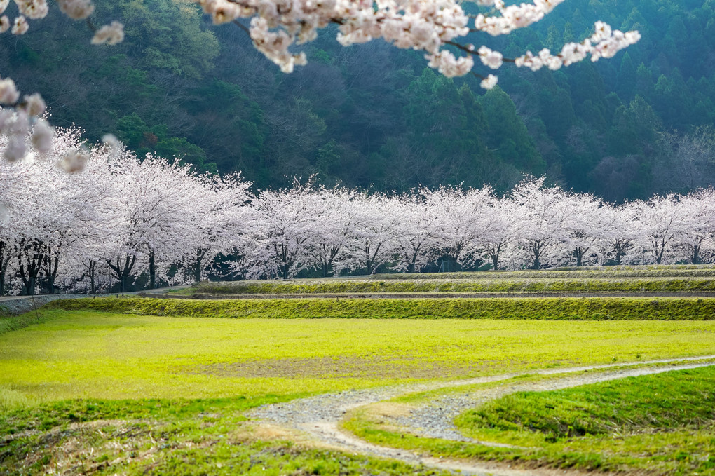 川渕の桜並木