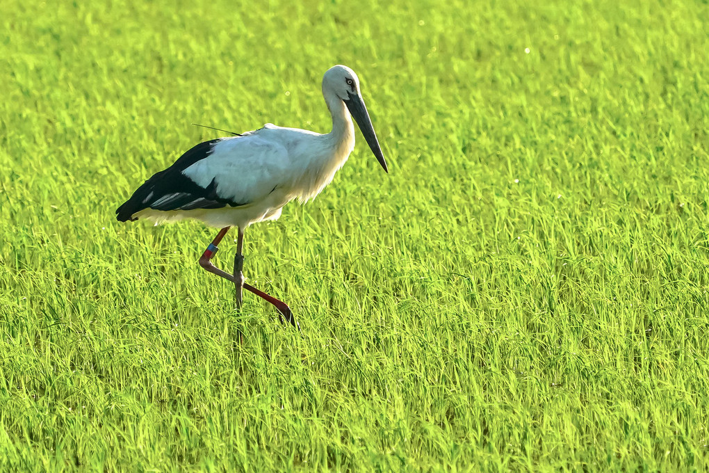 コウノトリ