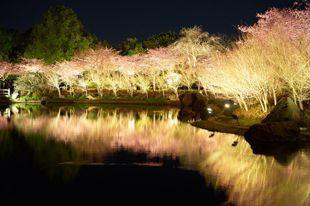 お花見_昔の写真で...