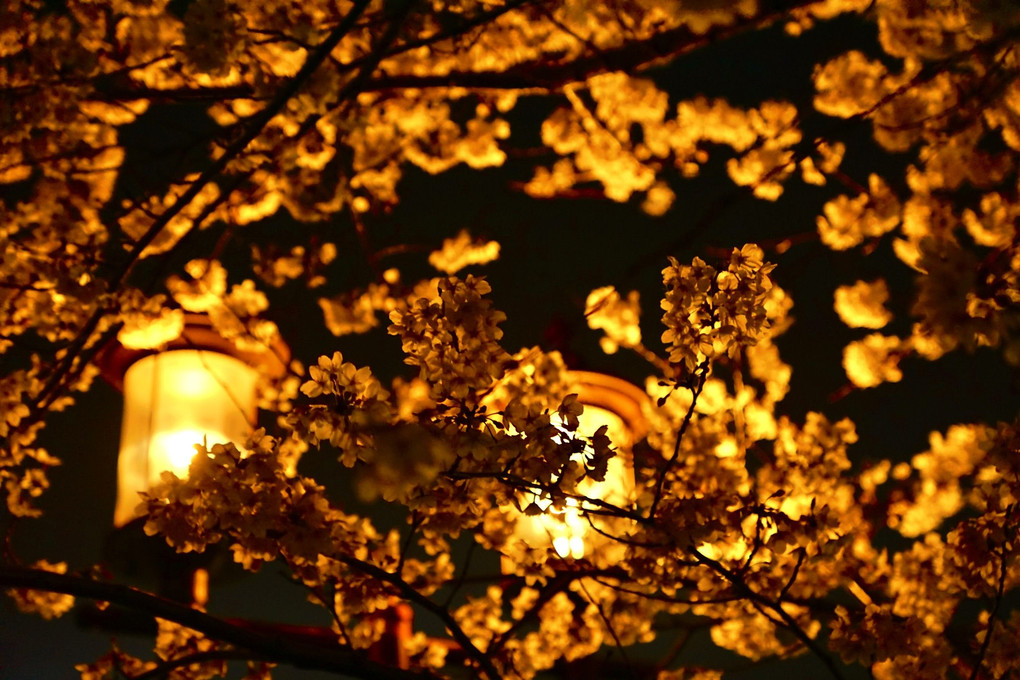夜桜カルテット