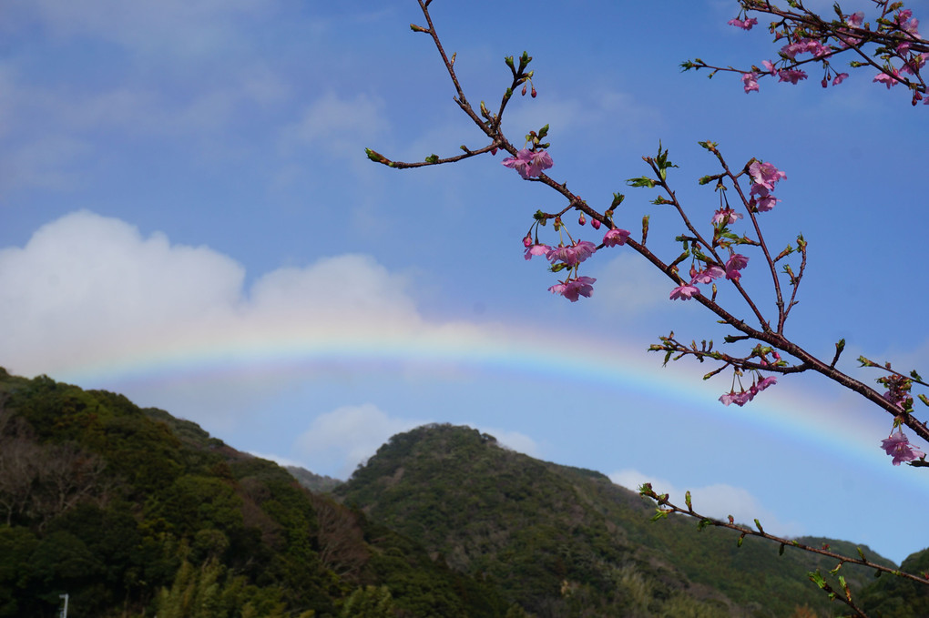 桜と虹