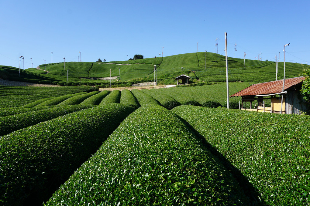 茶畑の丘