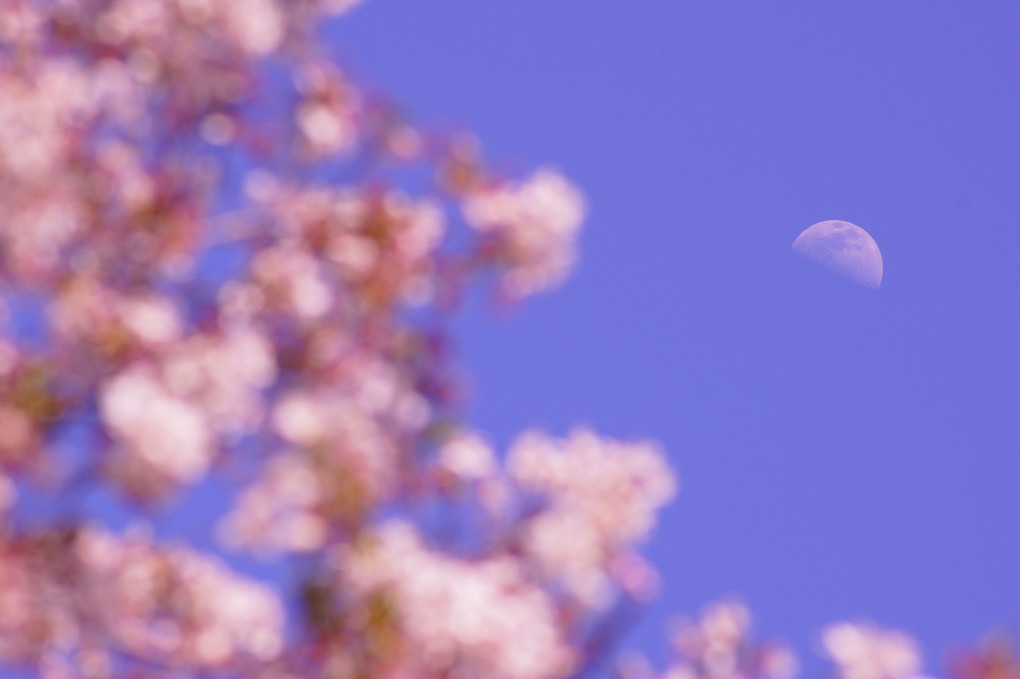 桜と愛でる春の月