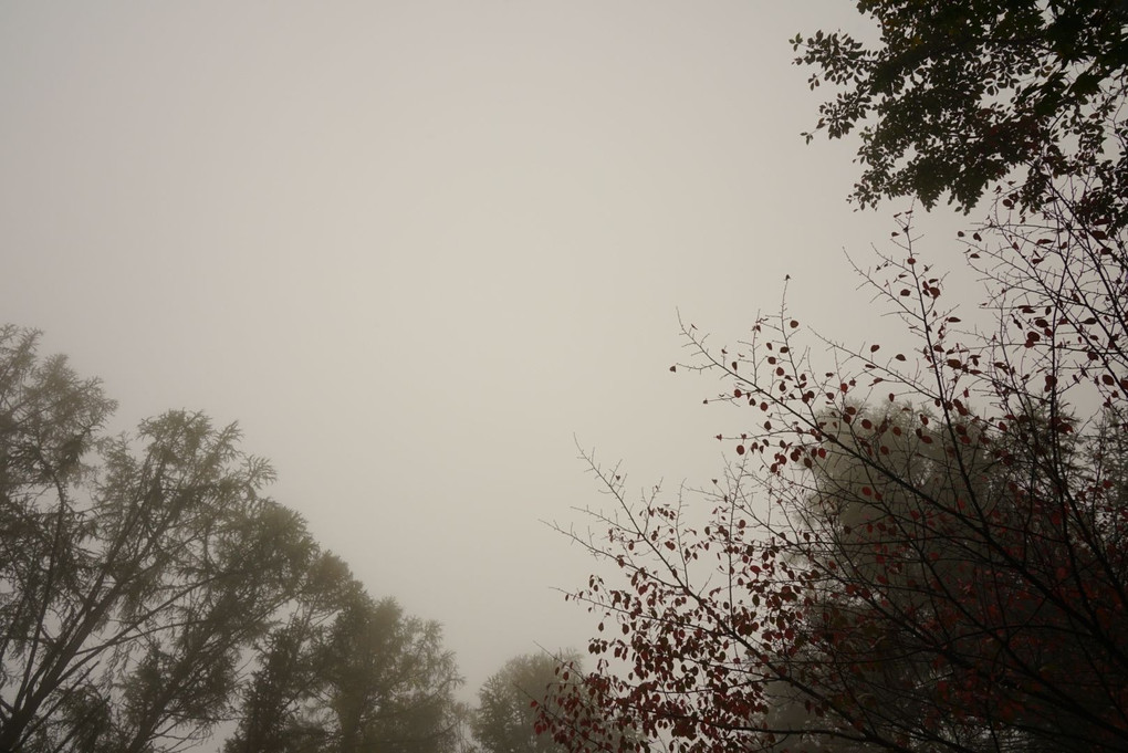 霧の中で。