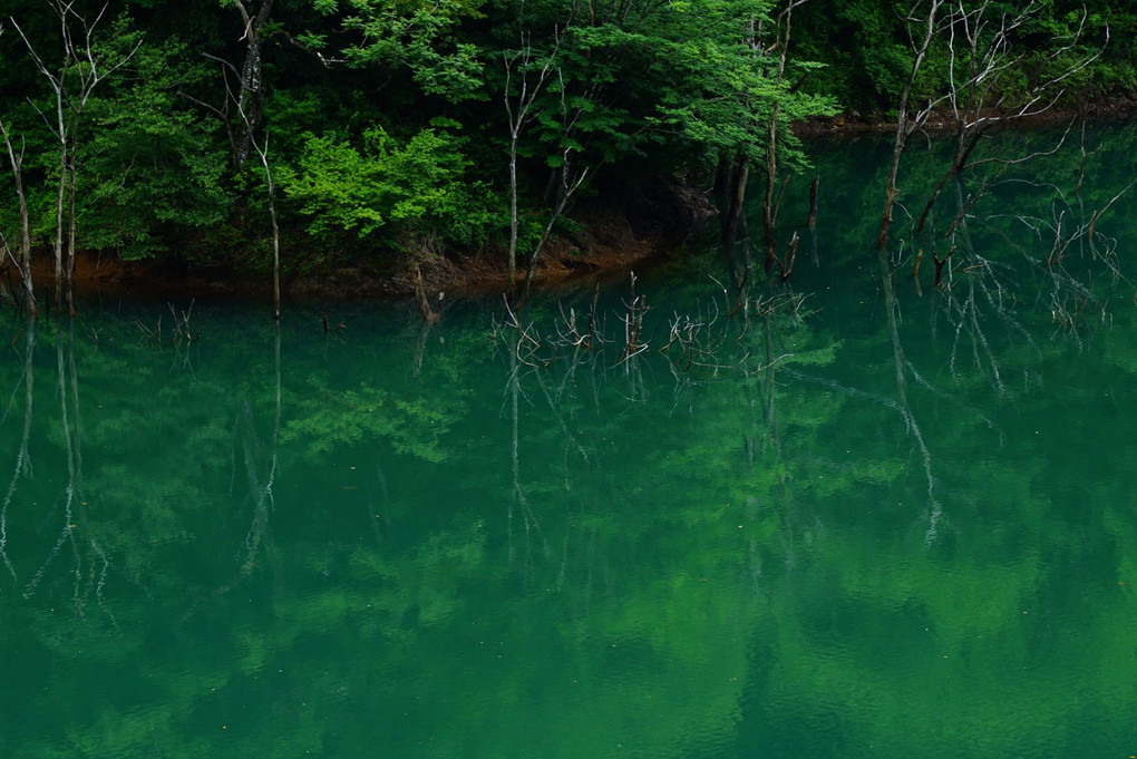 初夏の湖面は緑のキャンバス🎵