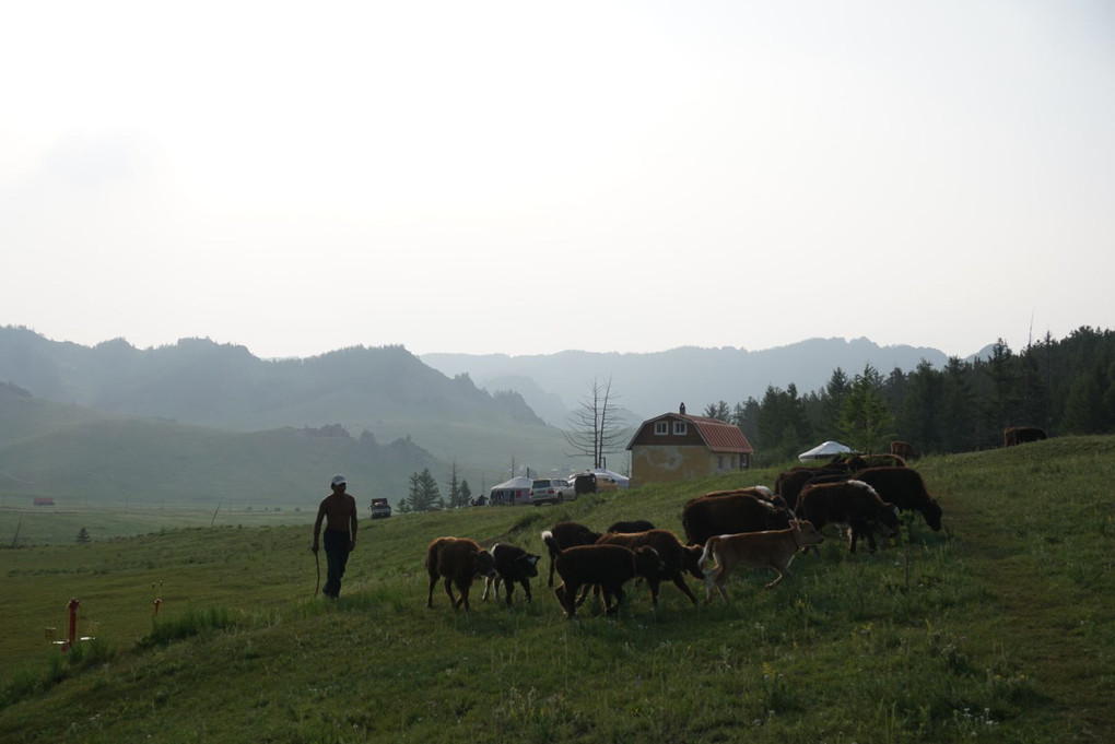 モンゴル 遊牧民の朝
