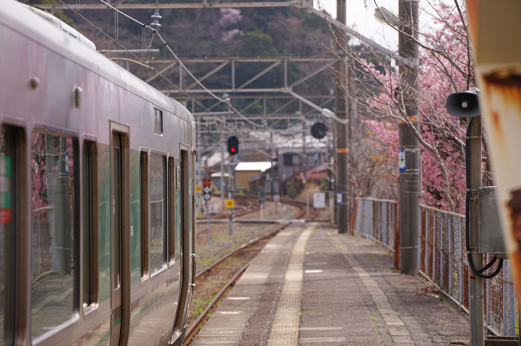 周参見駅の桜(きのくに線)