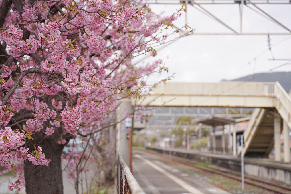 周参見駅の桜(きのくに線)