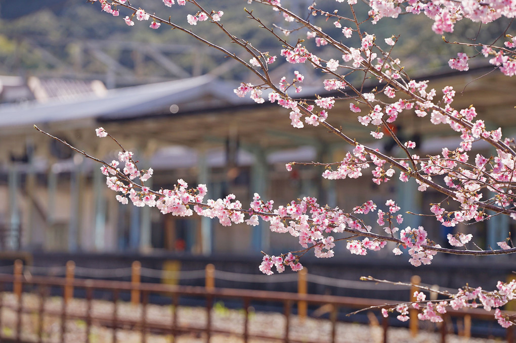 白浜駅と桜🌸