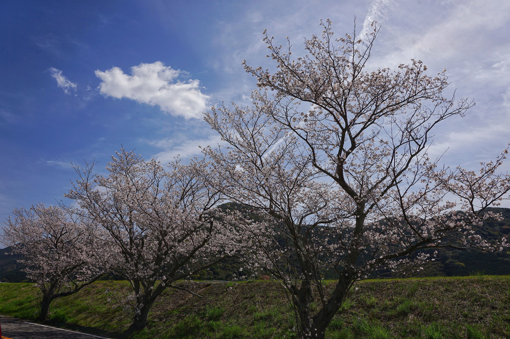 日置川の桜３景