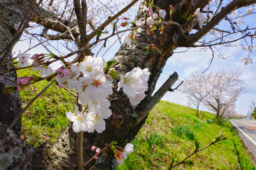 日置川の桜３景
