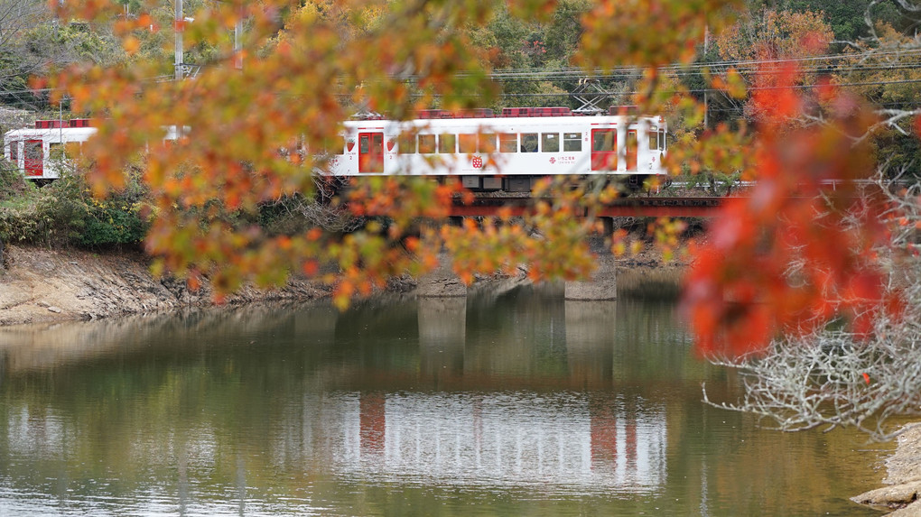 「たま」と「いちご」と紅葉と #和歌山電鐵#