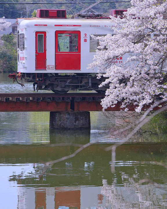 いちご電車と桜(大池遊園)
