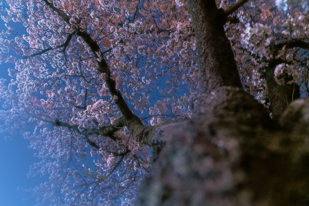 身近な夜桜