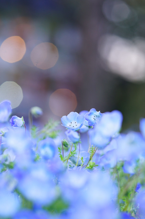 日比谷公園の春は青色