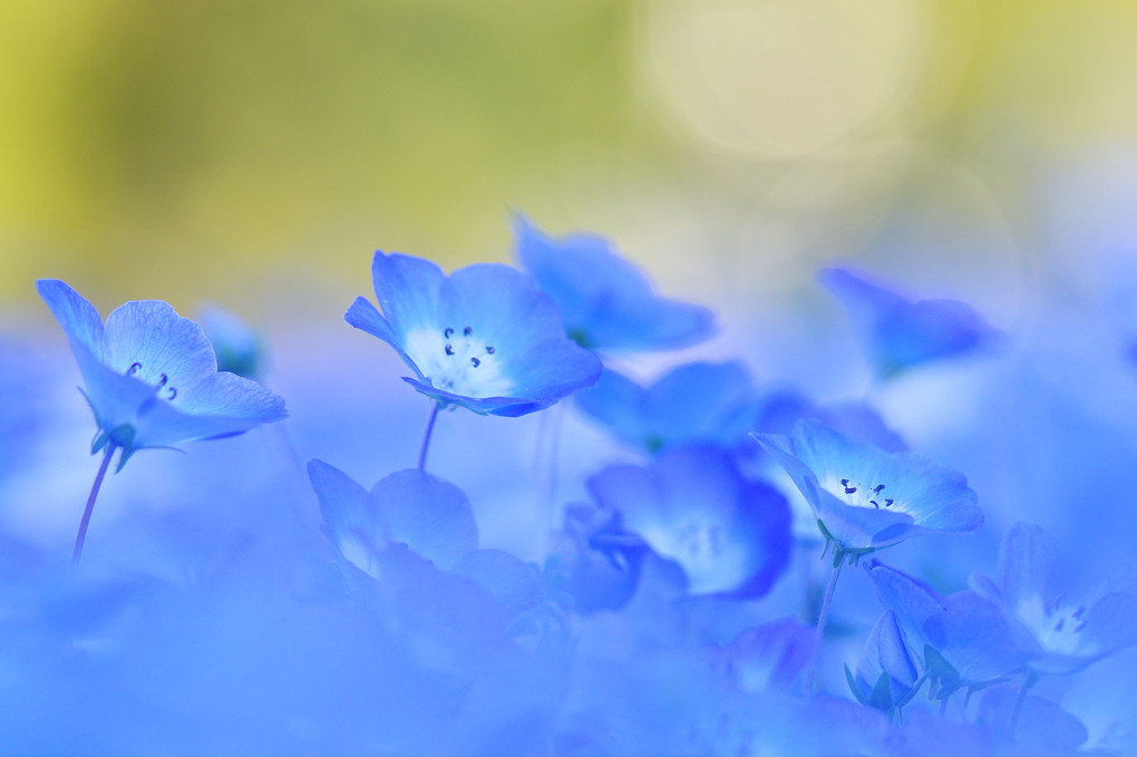 日比谷公園の春は青色