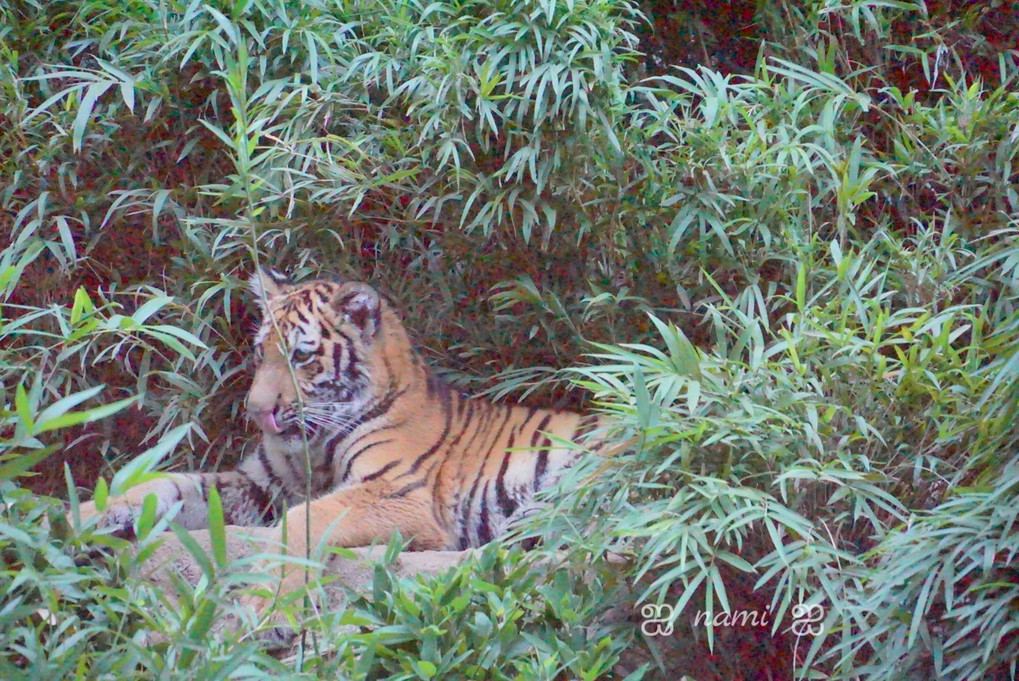 Evening & Night Zoo