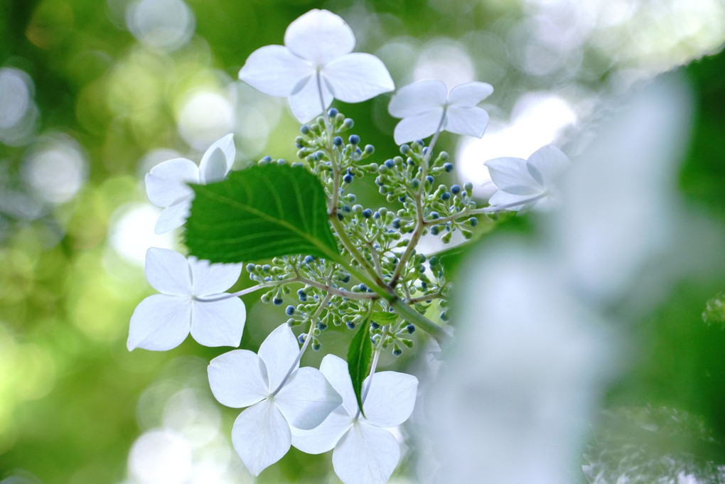 白の紫陽花