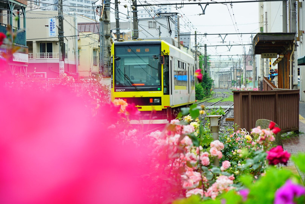 バラに包まれる雨の都電